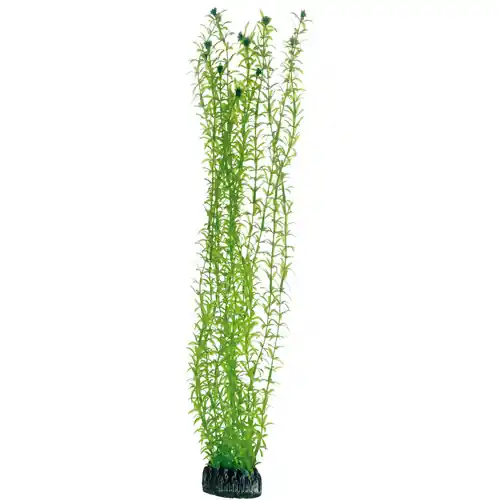 HOBBY Plant Lagarosiphon 60 Centimeter Aquarieneinrichtung Jetzt Bestellen